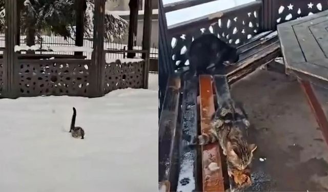 Kahramanmaraş’ta kar altında kalan sokak kedilerine duyarlı destek