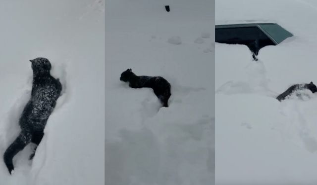 Kahramanmaraş’ta kedinin karla imtihanı