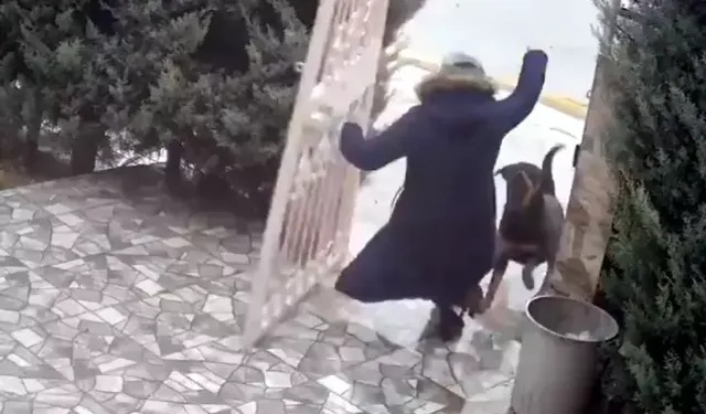 Sahipsiz Köpeklerin Saldırdığı Kadını Komşusu Son Anda Kurtardı