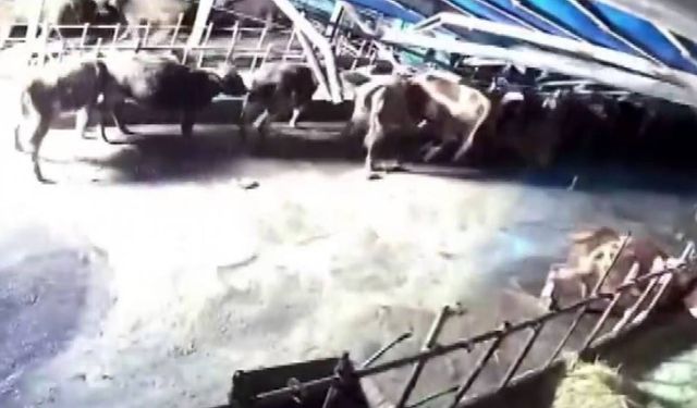 Sivas’ta ahır çöktü, o anlar güvenlik kamerasına yansıdı