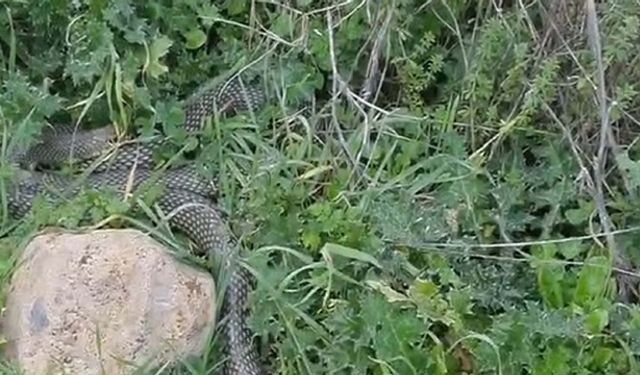 2 Metrelik Yılan Cep Telefonuyla Görüntülendi