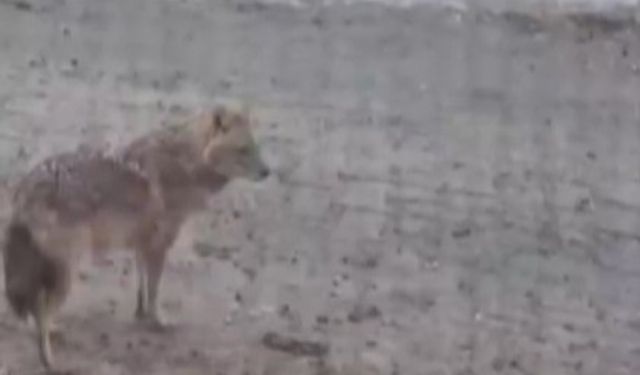 Kahramanmaraş'ta yiyecek arayan kurt yerleşim yerine indi