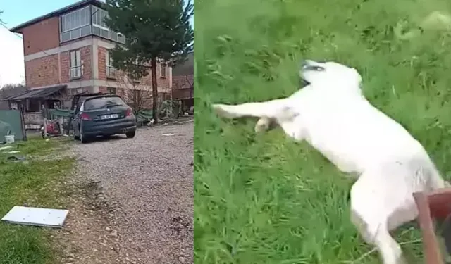 Bahçesine giren sokak köpeğini tüfekle vurup öldürd*