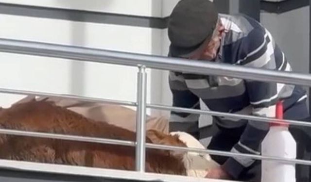 Tokat’ta hasta buzağıya evinde baktı