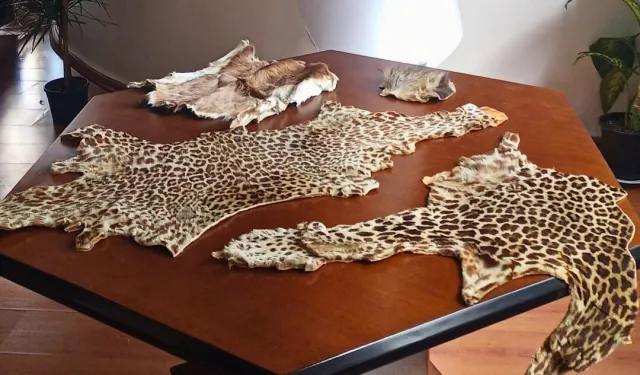 Havalimanı’nda yasa dışı yaban hayvanı ürünleri ele geçirildi