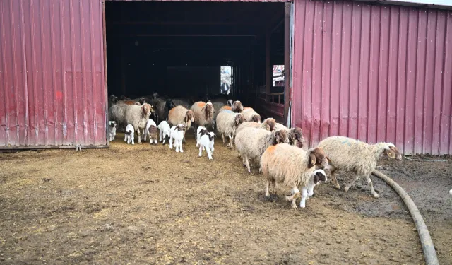 Kahramanmaraş’ta küçükbaş hayvancılığa dev destek! 180 bin TL fırsatı