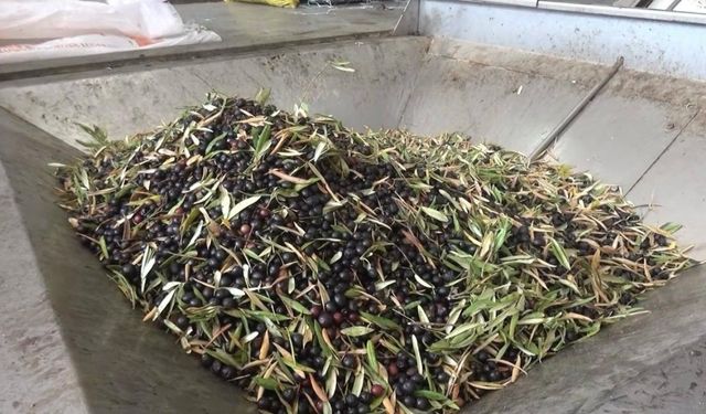 Kahramanmaraş’ta bu yıl 5 bin ton sızma zeytinyağı üretildi