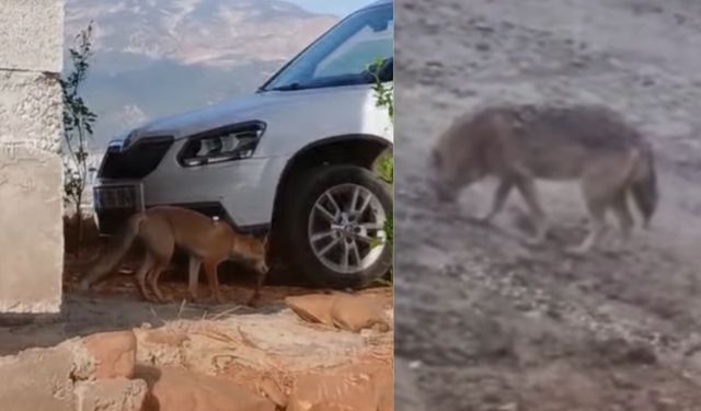 Kahramanmaraş’ta Kurt ve Tilki Kameralara Yansıdı: Doğa Göz Kamaştırıyor