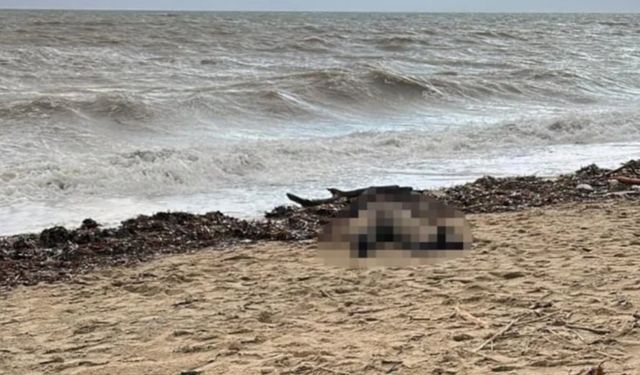 Sahil Kenarında Kadın Cansız Bedeni Ortaya Çıktı