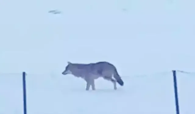 Ardahan Yalnızçam Dağları'nda 3 ayaklı kurdun yaşam mücadelesi