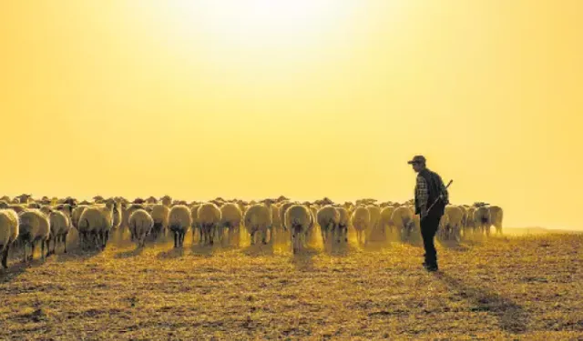 5 Ay İçin 590 Bin TL Maaşla Çoban Aranıyor