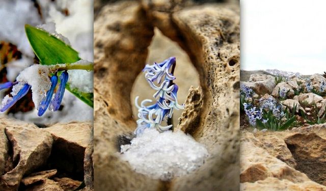 Kahramanmaraş Afşin'de görsel şölen! Karların arasından çıkan kaya sümbülleri