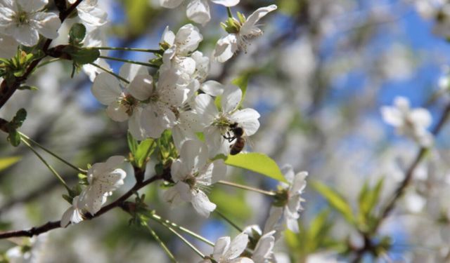 Kahramanmaraş beyaza büründü! Vişne ağaçları çiçek açtı, görenler gözlerine inanamadı