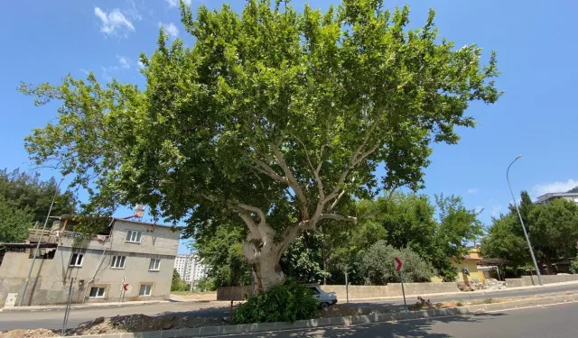 Kahramanmaraş’ın en yaşlı ağaçları şehir tarihine tanıklık ediyor