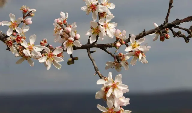 Kahramanmaraş’ta 3. Cemre Toprağa Düştü: Bahar Geliyor