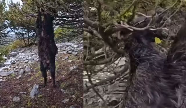 Kahramanmaraş’ta Ardıç Ağacına Takılan Keçi Hayatını Kaybetti