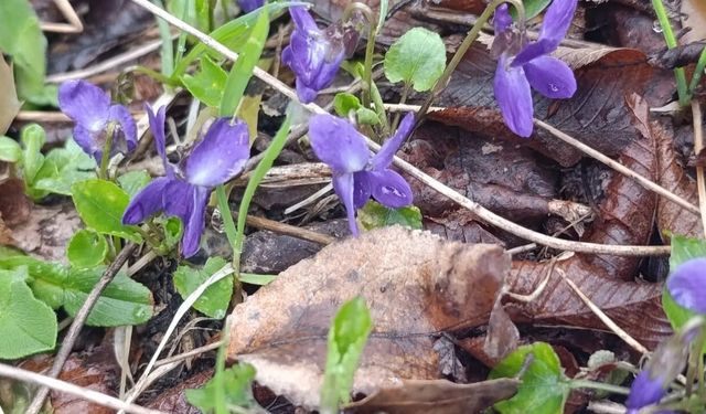 Kahramanmaraş'ta bahar müjdesi! Mor menekşeler toprağı süsledi