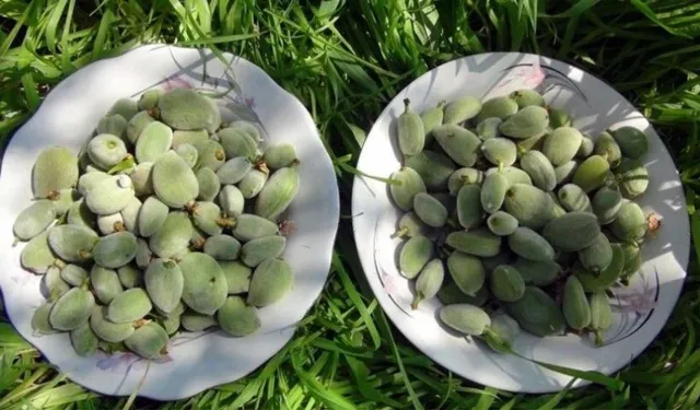 Kahramanmaraş’ta çağla tezgâhlarda yerini aldı! fiyatı cep yakıyor