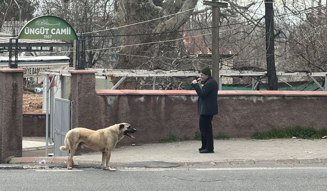 Kahramanmaraş’ta Cami Önünde Köpek, Ezanla Birlikte Uladı