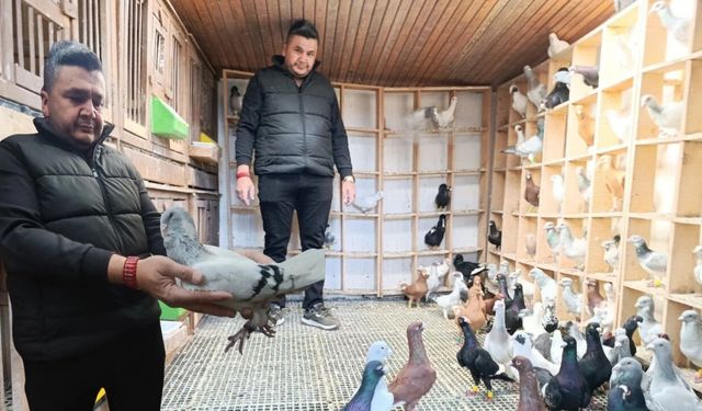 Kahramanmaraş’ta memurluğu bıraktı şimdi güvercinleri otomobil fiyatına satılıyor