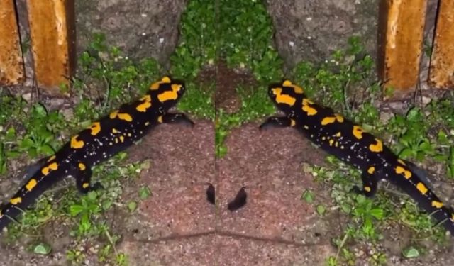 Kahramanmaraş'ta nesli tükenmekte olan özel tür ortaya çıktı