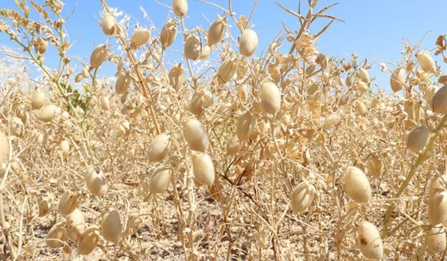 Kahramanmaraş’ta nohut üretiminde büyük artış! Hibe desteği etkisini gösterdi