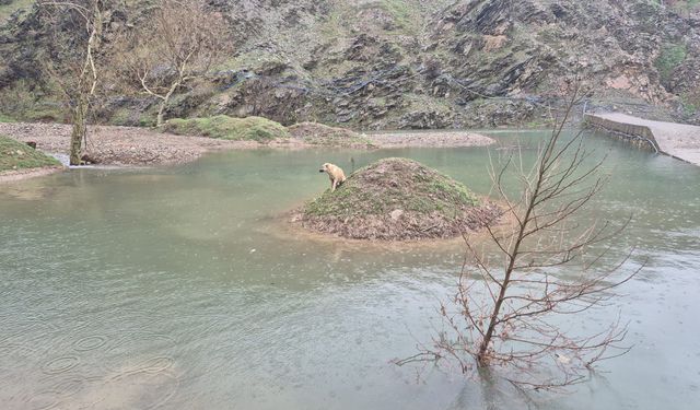 Kahramanmaraş’ta Su Birikintisinde Mahsur Kalan Köpek Kurtarıldı