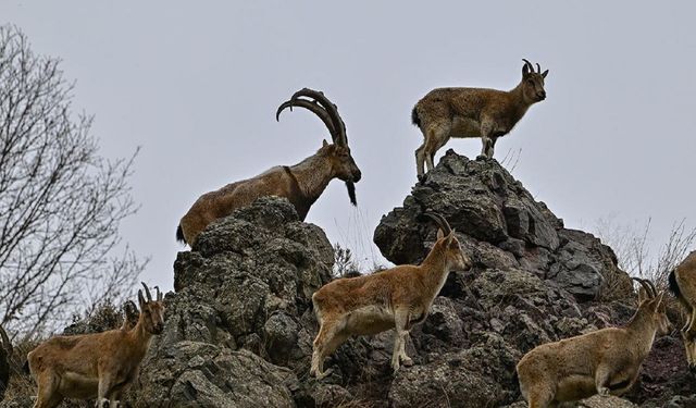 Kahramanmaraş’ta Yaban Keçileri Artıyor: Sayıları 1100’e Ulaştı