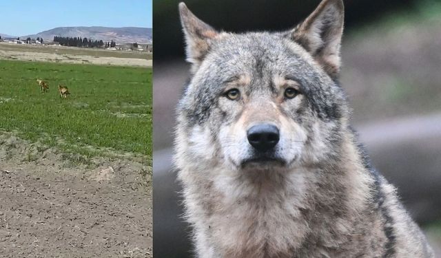 Kahramanmaraş’ta Yaban Kurtlar Köye İndi