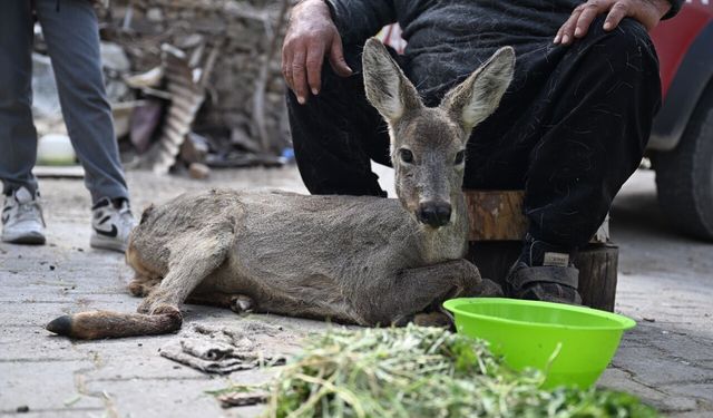 Kahramanmaraş’ta yaralı bulunan karaca yavrusu kurtarıldı