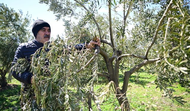 Kahramanmaraş’ta Zeytin Üreticilerine Kritik Uyarı: Acele Etmeyin