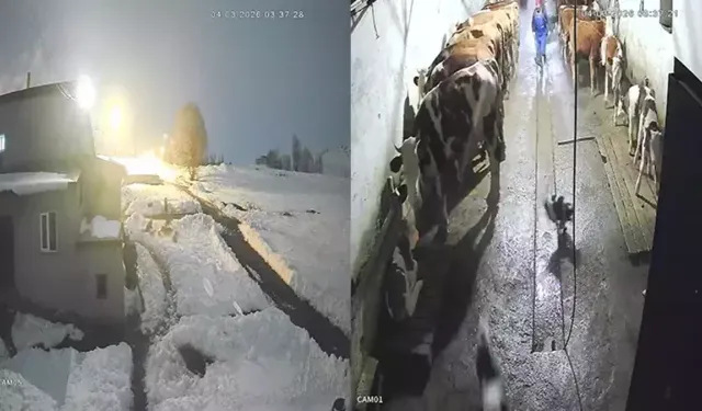 Köpeklerine saldıran kurtları kürekle kovaladı