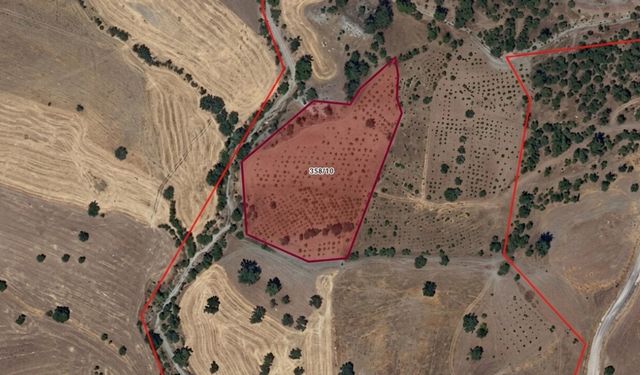 Pazarcık'ta icradan satılık dev bağ! 8 bin metrekarelik arazide badem ağaçları da var