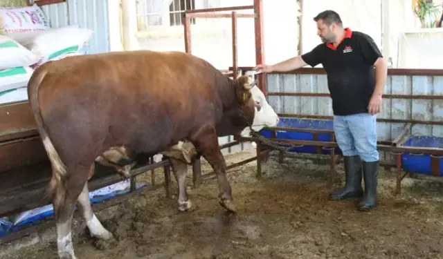 1 tonluk kurbanlık dana 450 bin liraya satışa çıktı