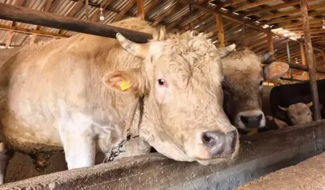 1,1 Tonluk ‘Paşa’ 500 Bin TL’ye Alıcısını Bekliyor