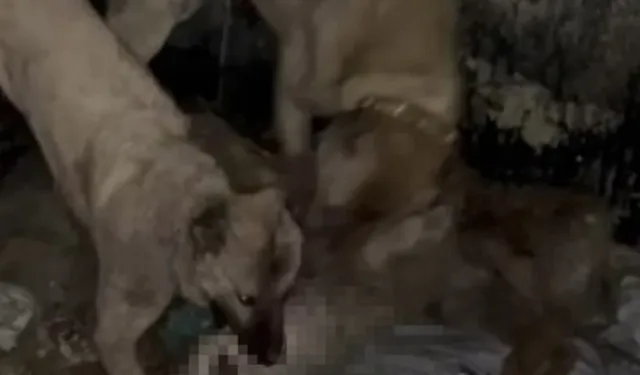 Ahıra Girmeye Çalışan Kurdu Kangallar Parçaladı