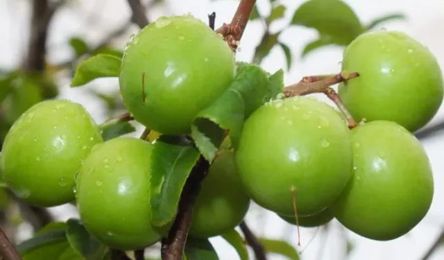 Erik ne zaman çıkar, erik çıktı mı, 2026 erik kaç TL?