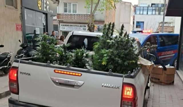 Evde Yasaklı madde Çiftliği Kurdu! Operasyonla Yakalandı