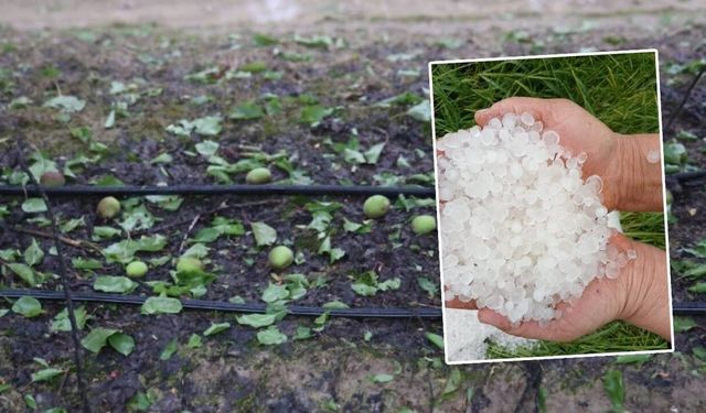 Fındık büyüklüğündeki dolu tarım arazilerini vurdu