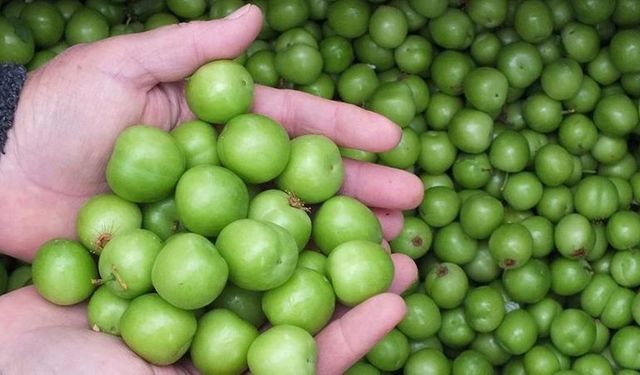 Kahramanmaraş’ta Baharın İlk Meyvesi Yeşil Erik Tezgâhlarda Yerini Aldı