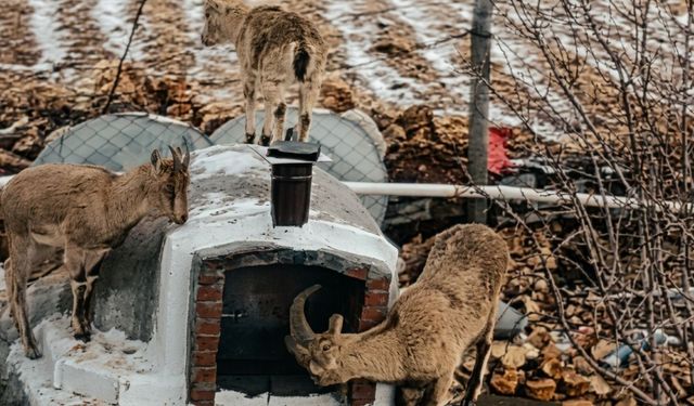 Kahramanmaraş’ta Dağ Keçileri Yerleşim Alanına İndi