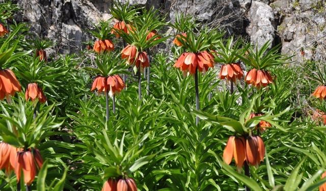 Kahramanmaraş’ta koparanlara 700 bin TL ceza uygulanıyor