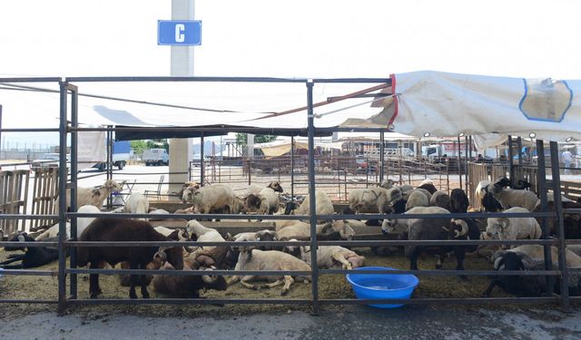 Kahramanmaraş’ta Kurban Pazarı Kuruluyor: Besiciler Sezonu Açtı
