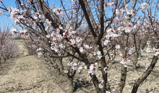 Kahramanmaraş’ta Meyve Ağaçları Erken Çiçek Açtı