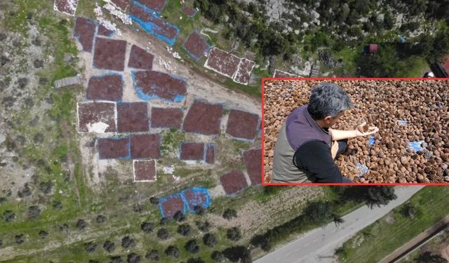 Kahramanmaraş'ta milyonlarca tohum sahaya iniyor!