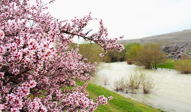 Kahramanmaraş'ta pembe çiçeklerin görsel şöleni başladı