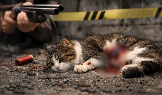 Kahramanmaraş’ta Sokak Kedileri Silahla Vuruldu
