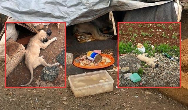 Kahramanmaraş’ta yürek sızlatan olay: 4 köpek ölü bulundu