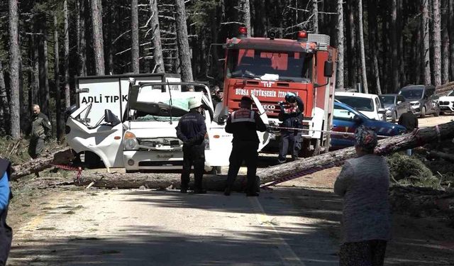 Kesilen ağaç kamyonetin üzerine devrildi: 1 ölü