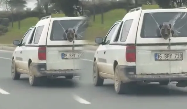 Kırık Camdan Dışarı Bakan Köpek Herkesi Kendine Hayran Bıraktı